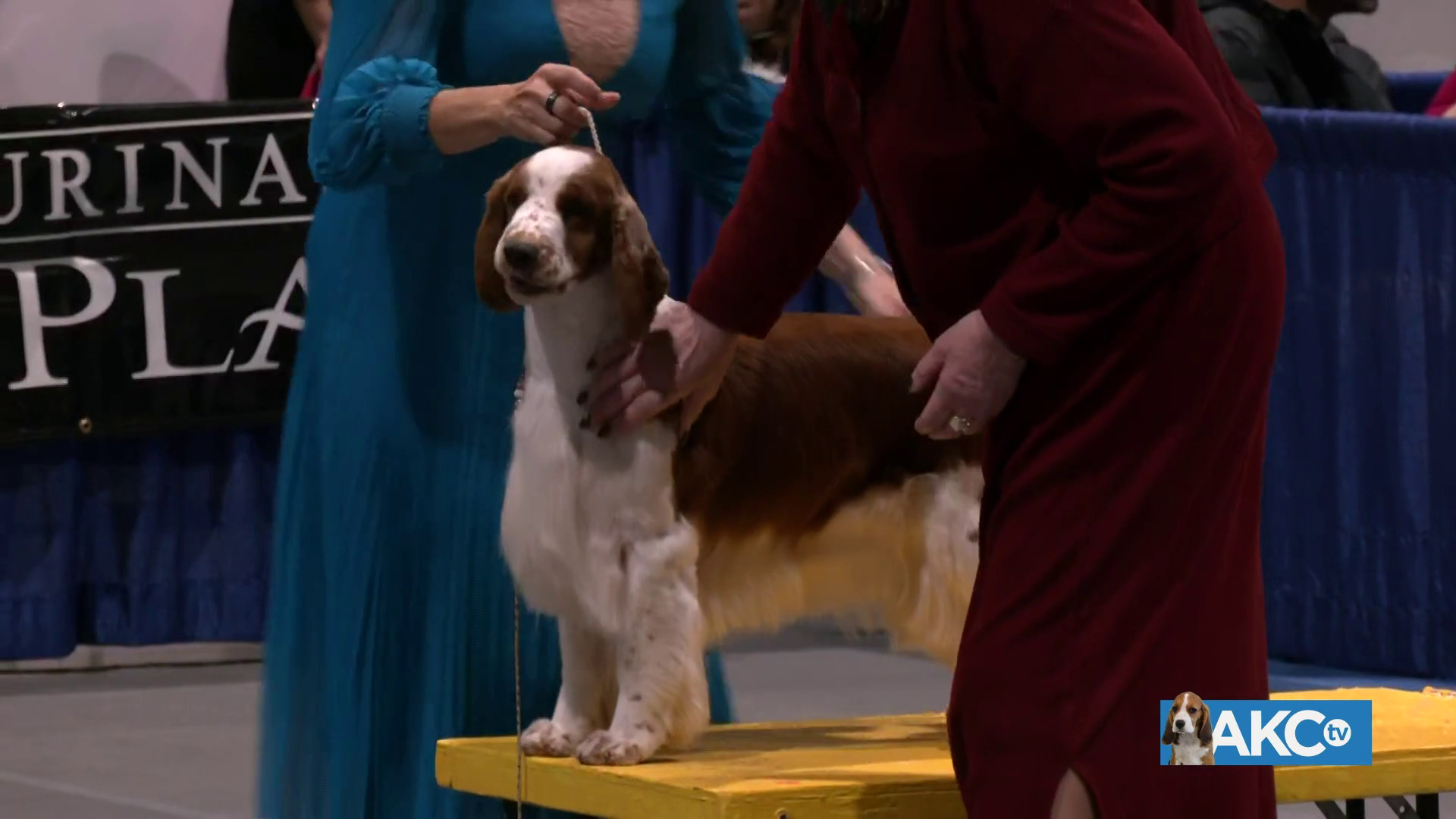 Best in Show AKC.tv